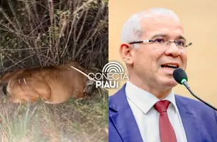 Deputado Tiago Vasconcelos se envolve em acidente com animal em Campo Maior (Foto: Reprodução)
