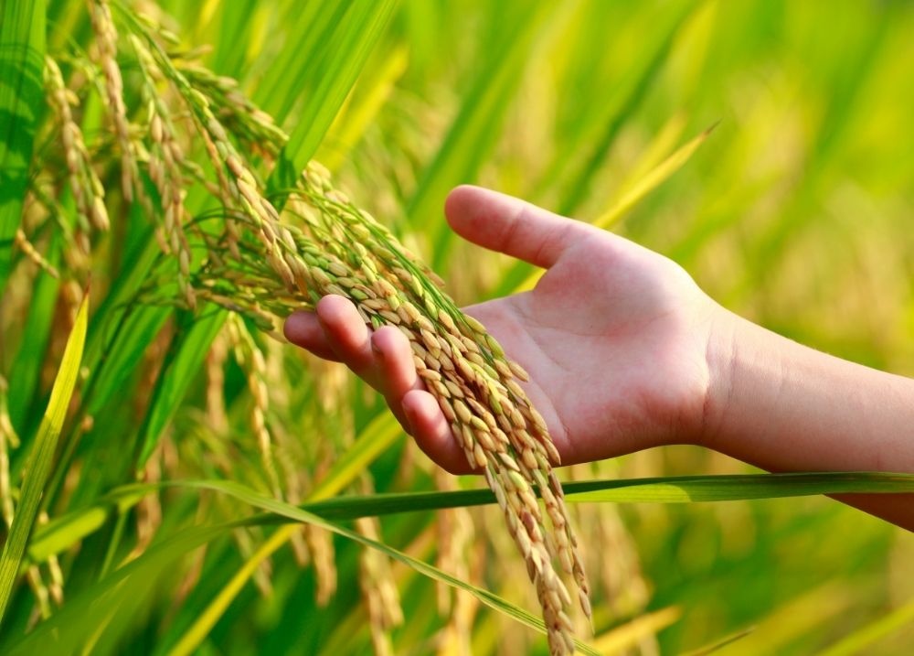 Em Paulistana, fichas do Garantia Safra 2025/2026 já estão disponíveis