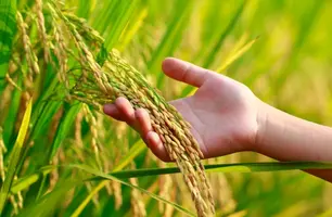 Em Paulistana, fichas do Garantia Safra 2025/2026 já estão disponíveis (Foto: Reprodução)