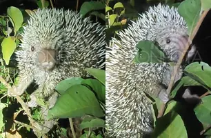Espécie rara de porco-espinho é avistada em estrada na zona rural de Nazária (Foto: Conecta Piauí)