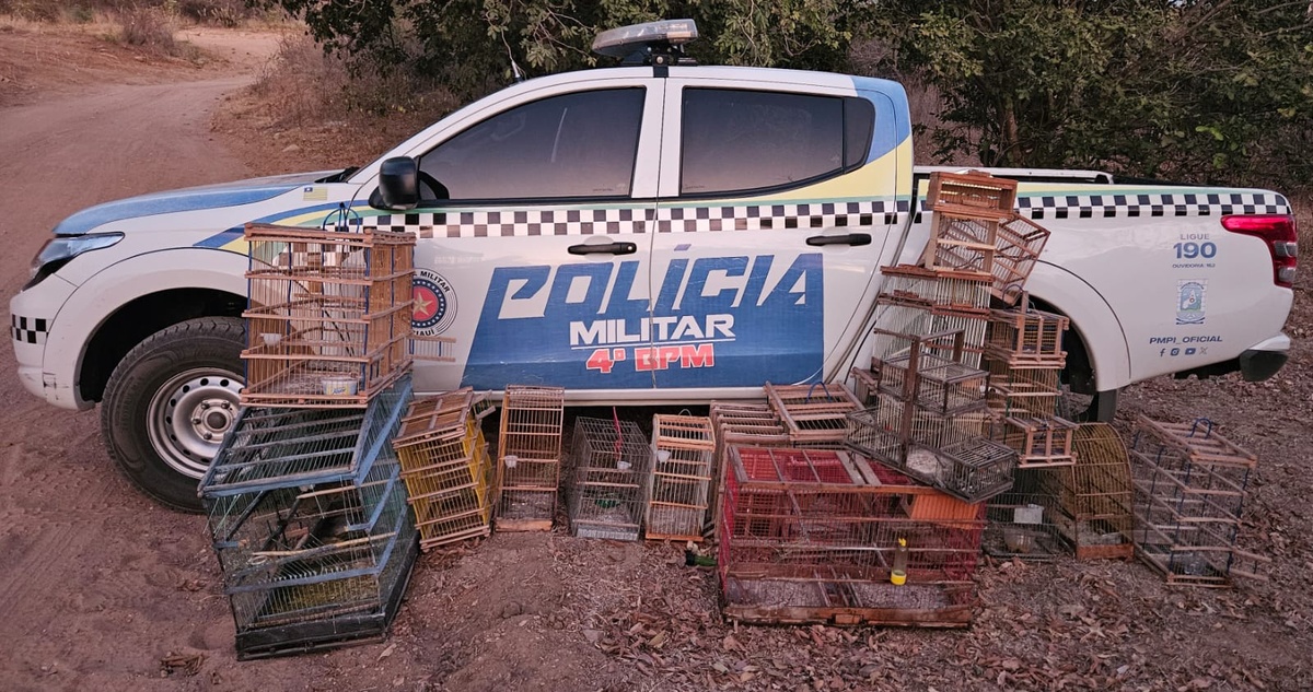 Homem é preso por manter aves silvestres em cativeiro em Pio IX