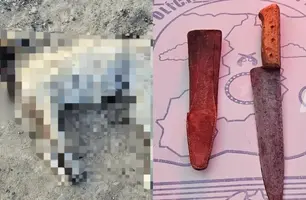 Homem é preso suspeito de matar cachorro a facadas na zona Rural de Paio IX (Foto: Divulgação/PMPI)