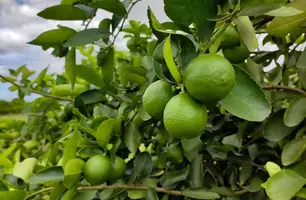 limão Tahiti (Foto: Reprodução)