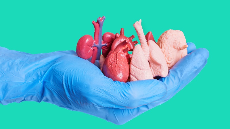 Metade das famílias ainda recusa doar órgãos no país