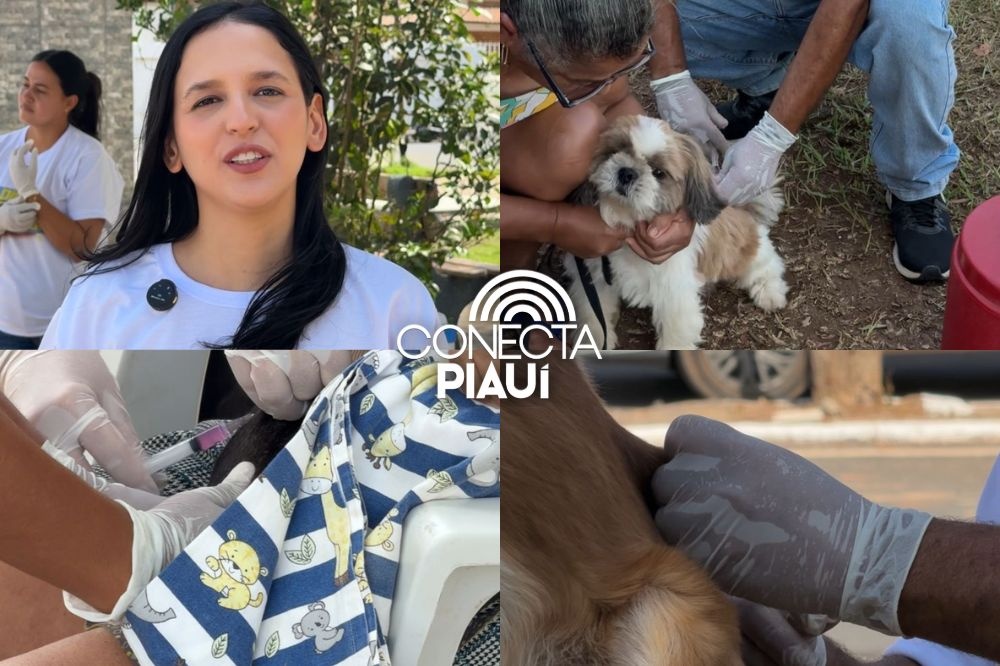 Município de Ribeiro Gonçalves realiza Dia D da vacinação antirrábica