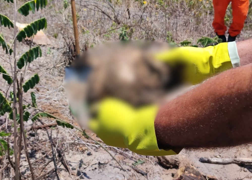 Ossada humana é encontrada em cova no bairro Morro do Carcará, em Parnaíba