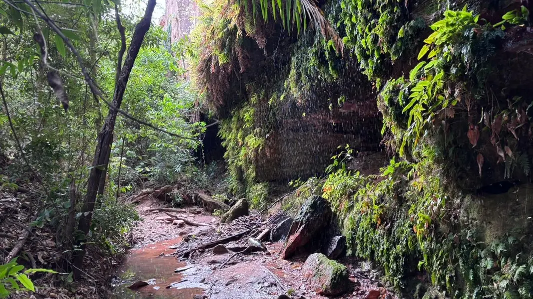 Palmeira do Piauí realiza Semana Ecológica em alusão ao Dia da Árvore