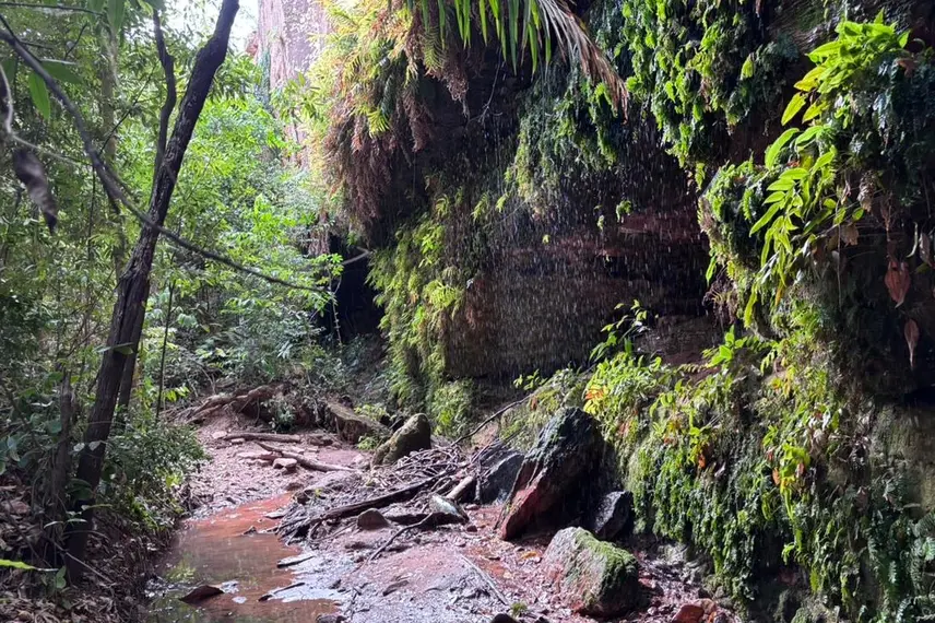 Palmeira do Piauí realiza Semana Ecológica em alusão ao Dia da Árvore