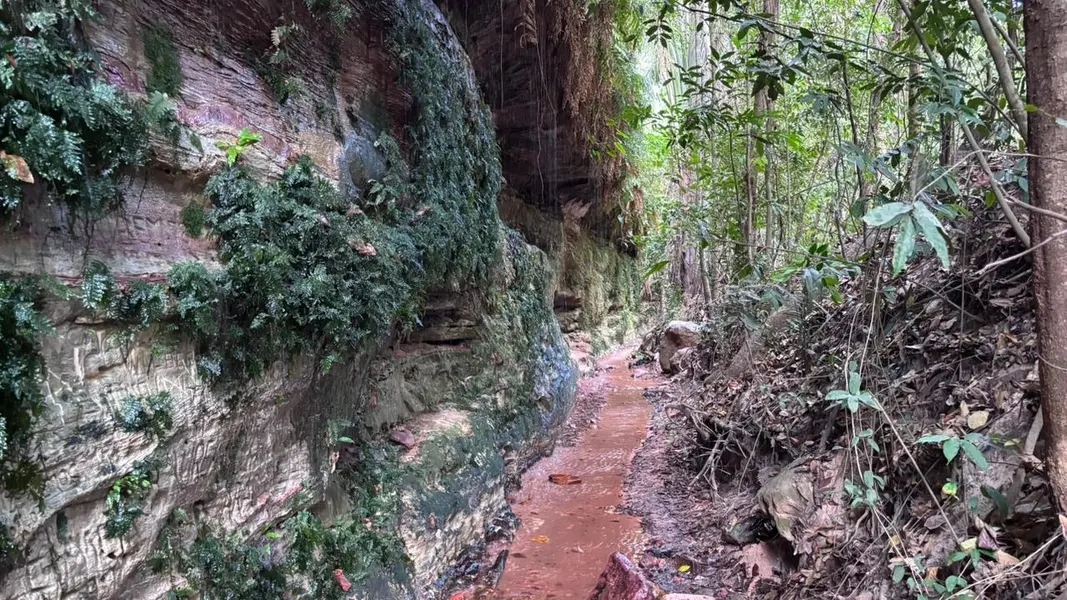 Palmeira do Piauí realiza Semana Ecológica em alusão ao Dia da Árvore