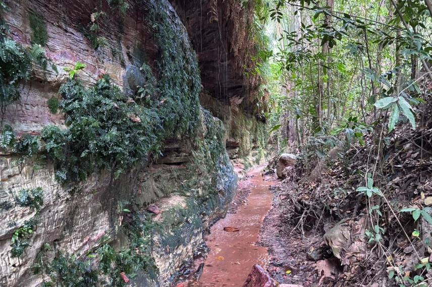 Palmeira do Piauí realiza Semana Ecológica em alusão ao Dia da Árvore Palmeira do Piauí realiza Semana Ecológica em alusão ao Dia da Árvore