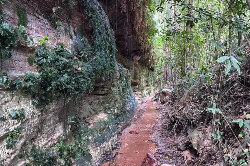 Palmeira do Piauí realiza Semana Ecológica em alusão ao Dia da Árvore