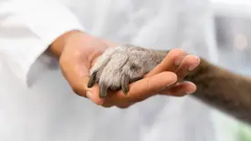 PICNIC do Veterinário reforça cuidados aos animais e arrecada recursos para APIPA (Foto: Reprodução)