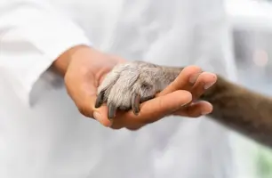 PICNIC do Veterinário reforça cuidados aos animais e arrecada recursos para APIPA (Foto: Reprodução)