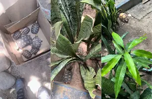 PM resgata 17 filhotes de jabutis mantidos ilegalmente em cativeiro em Altos (Foto: Divulgação/PMPI)