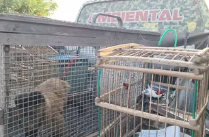 PM resgata animais silvestres mantidos em cativeiro em Caraúbas do Piauí (Foto: Divulgação/PMPI)