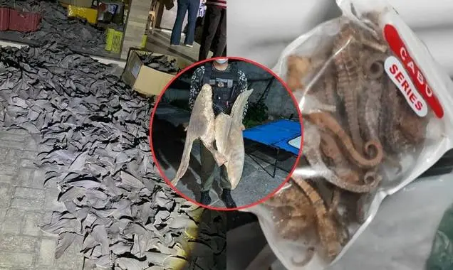 Polícia apreende 2 toneladas de barbatanas de tubarão em Parnaíba