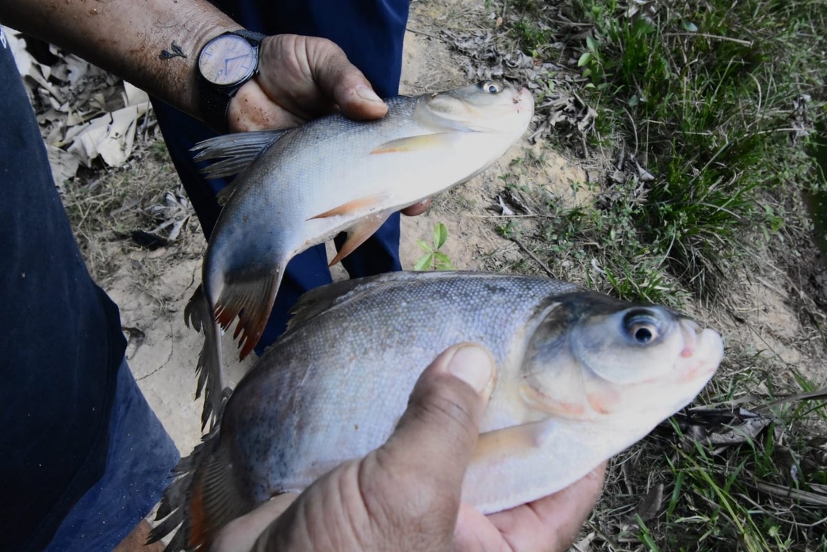 Produção de peixes
