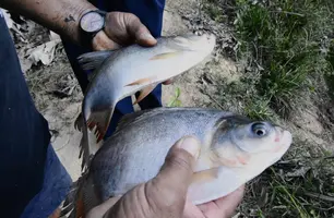 Produção de peixes (Foto: Reprodução)