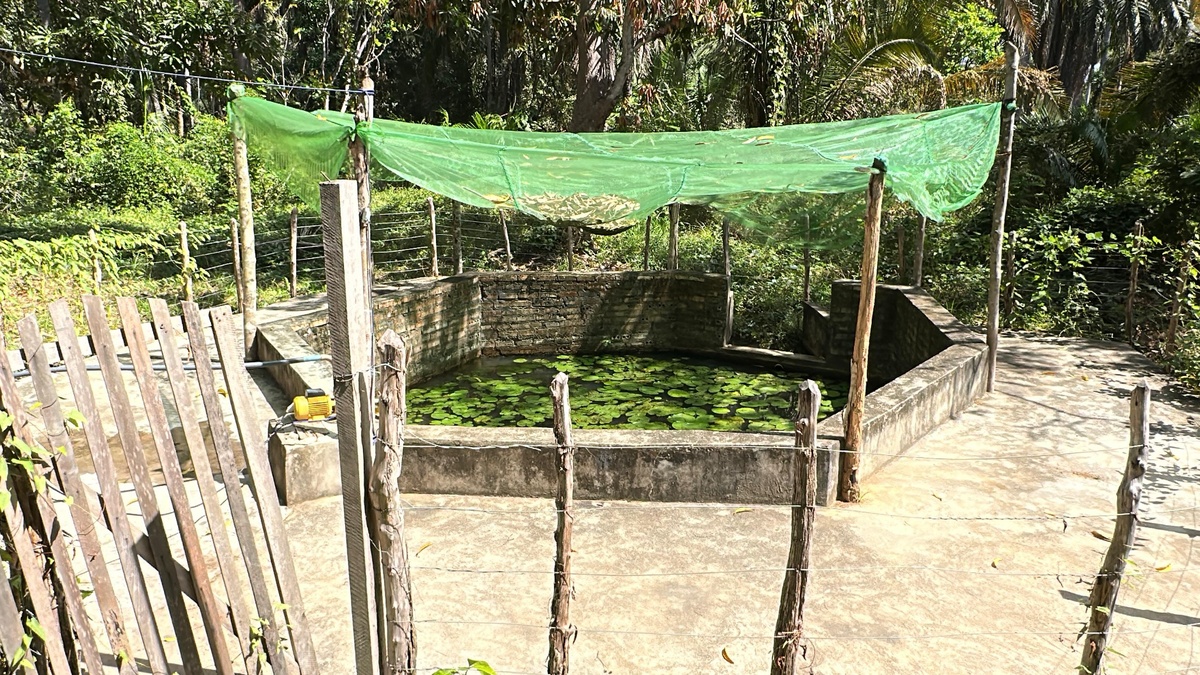 Quilombo Olho d’Água dos Negros preserva memória e tradições em Esperantina