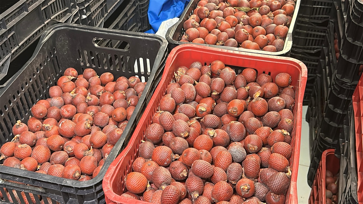 Quilombo Olho d’Água dos Negros preserva memória e tradições em Esperantina