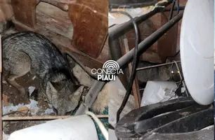 Raposa é resgatada após invadir residência na zona Sul de Teresina (Foto: Reprodução)
