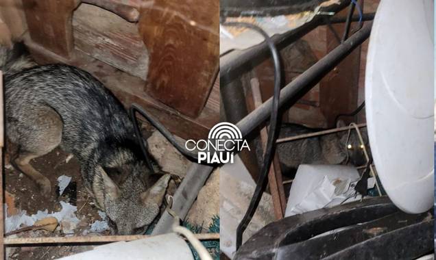 Raposa é resgatada após invadir residência na zona Sul de Teresina