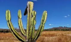 Piauí deixa para trás a seca extrema, mas ainda convive com um alerta silencioso