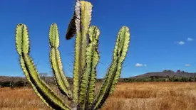 Território atingindo pela seca (Foto: Reprodução)