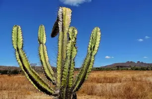 Território atingindo pela seca (Foto: Reprodução)