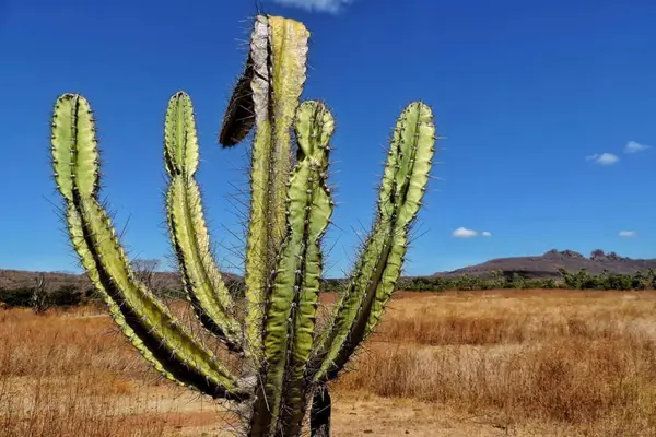 Território atingindo pela seca