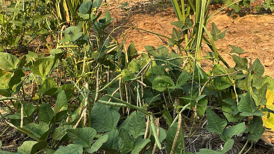 Trabalho, cultura e resistência: a vida na Comunidade Vereda de Anacleto