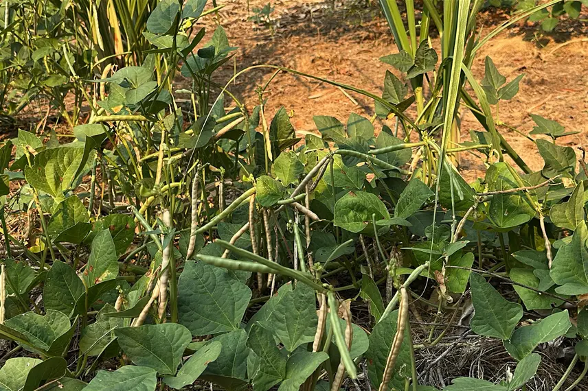 Trabalho, cultura e resistência: a vida na Comunidade Vereda de Anacleto