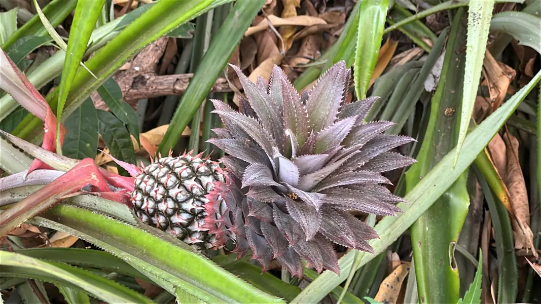 Trabalho, cultura e resistência: a vida na Comunidade Vereda de Anacleto