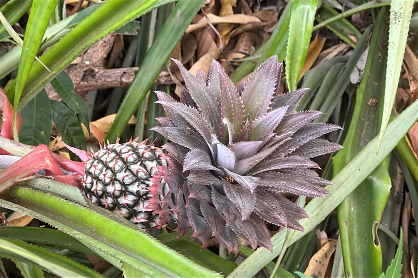 Trabalho, cultura e resistência: a vida na Comunidade Vereda de Anacleto