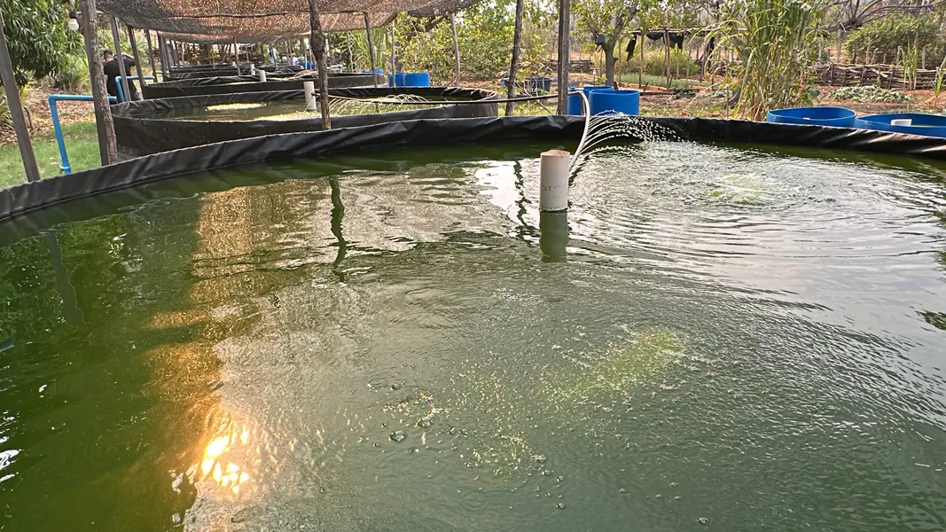 Trabalho, cultura e resistência: a vida na Comunidade Vereda de Anacleto