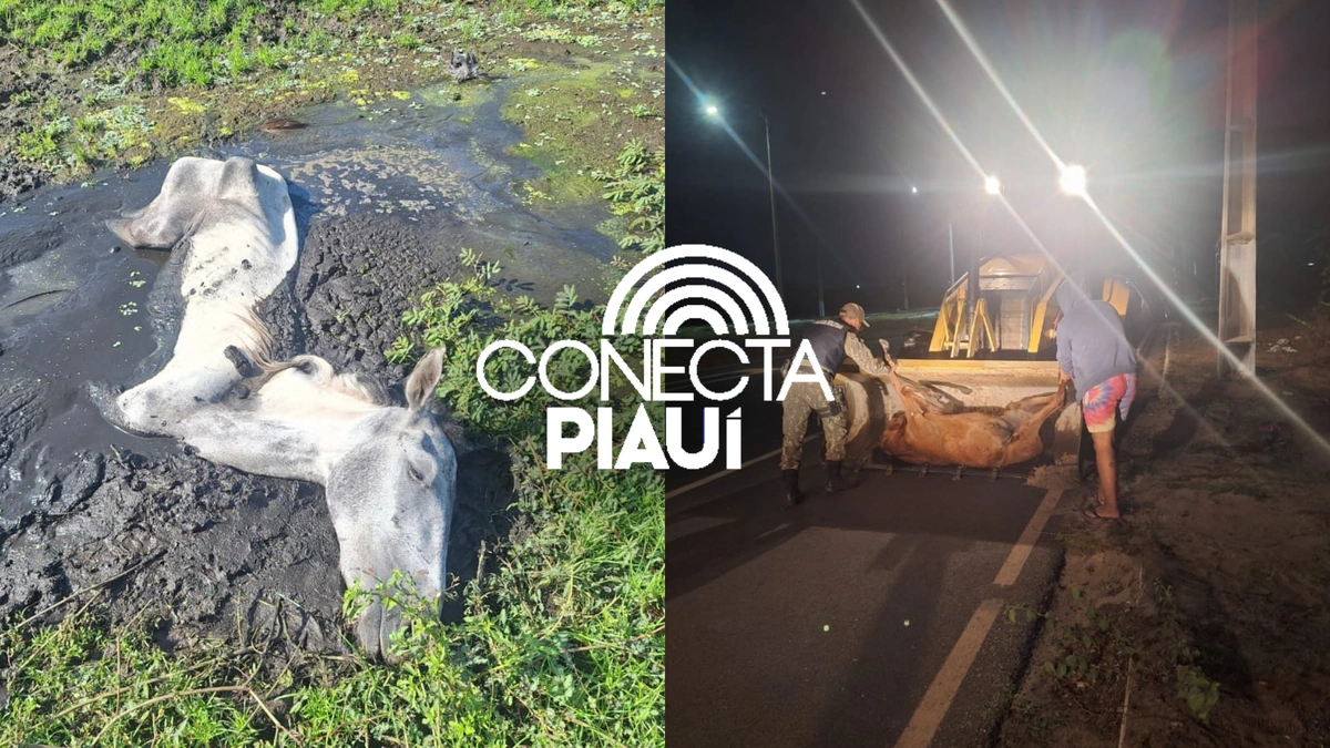 Ação conjunta da PM e moradores salva cavalo preso em lamaçal em Parnaíba