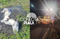 Cavalo é resgatado pela Polícia Militar após ficar preso em lamaçal em Parnaíba