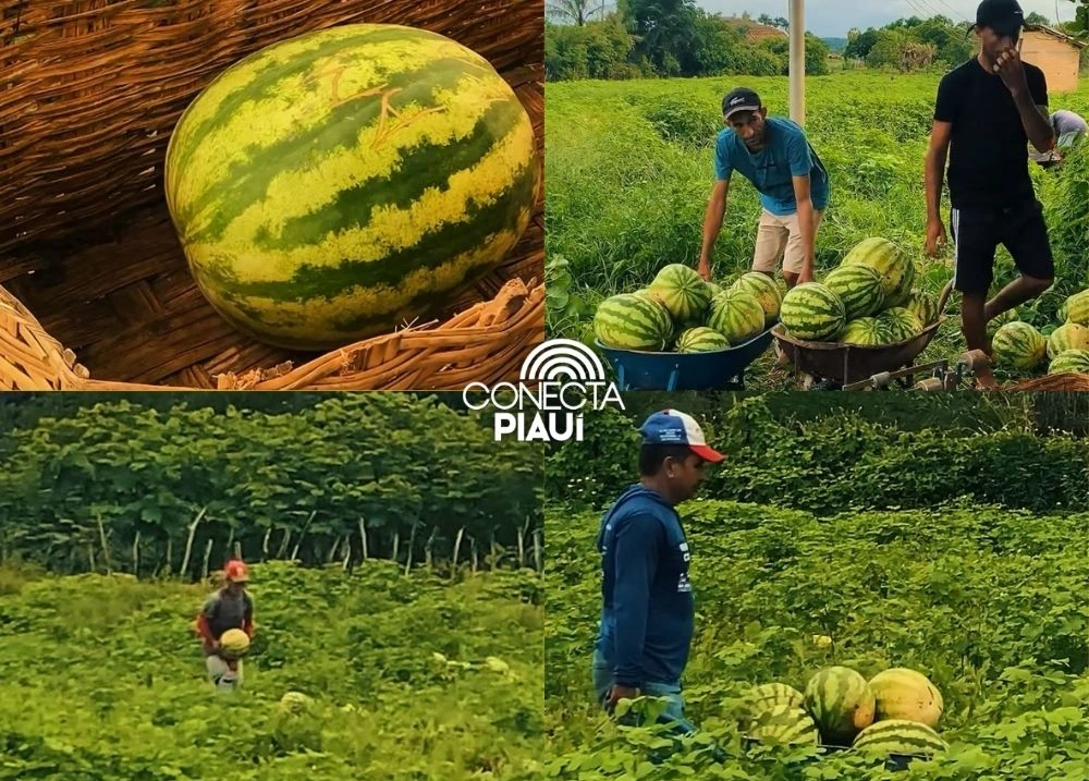 Alimentação Saudável: Beneditinos recebe quase 12 toneladas de melancia