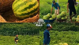 Alimentação Saudável: Beneditinos recebe quase 12 toneladas de melancia (Foto: Divulgação)