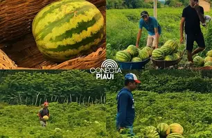 Alimentação Saudável: Beneditinos recebe quase 12 toneladas de melancia (Foto: Divulgação)