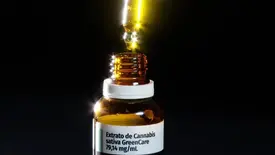 Anvisa aprova cultivo de cannabis por empresas e amplia acesso (Foto: TV Brasil)