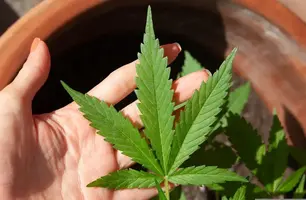 Anvisa discute nesta quarta regras para a produção de cannabis no país (Foto: Lovingimages/ Pixabay)