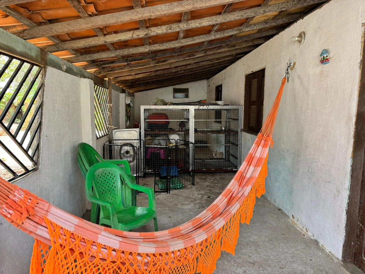 Assustados e desnutridos, cães são resgatados de canil clandestino em Parnaíba