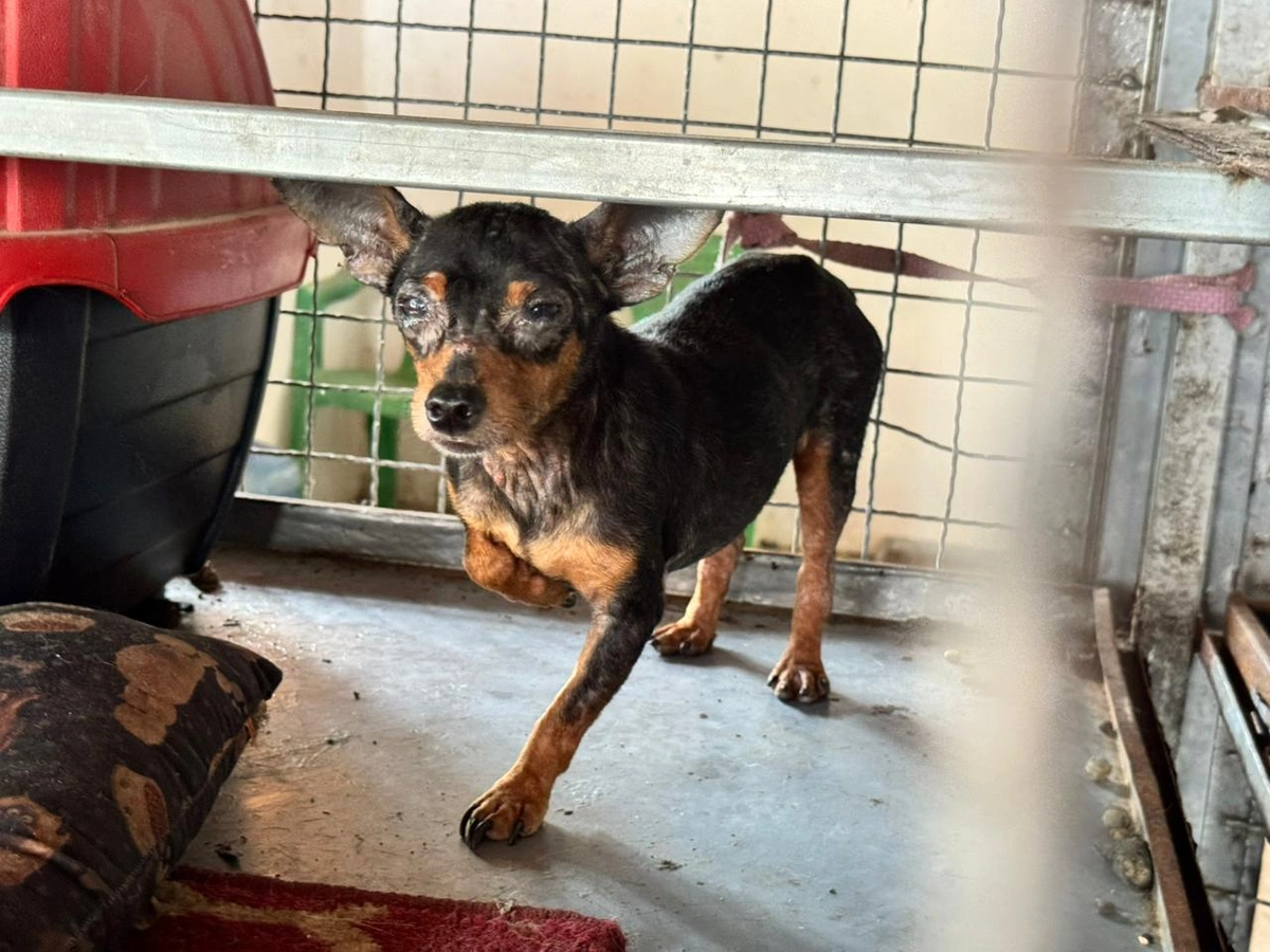 Assustados e desnutridos, cães são resgatados de canil clandestino em Parnaíba