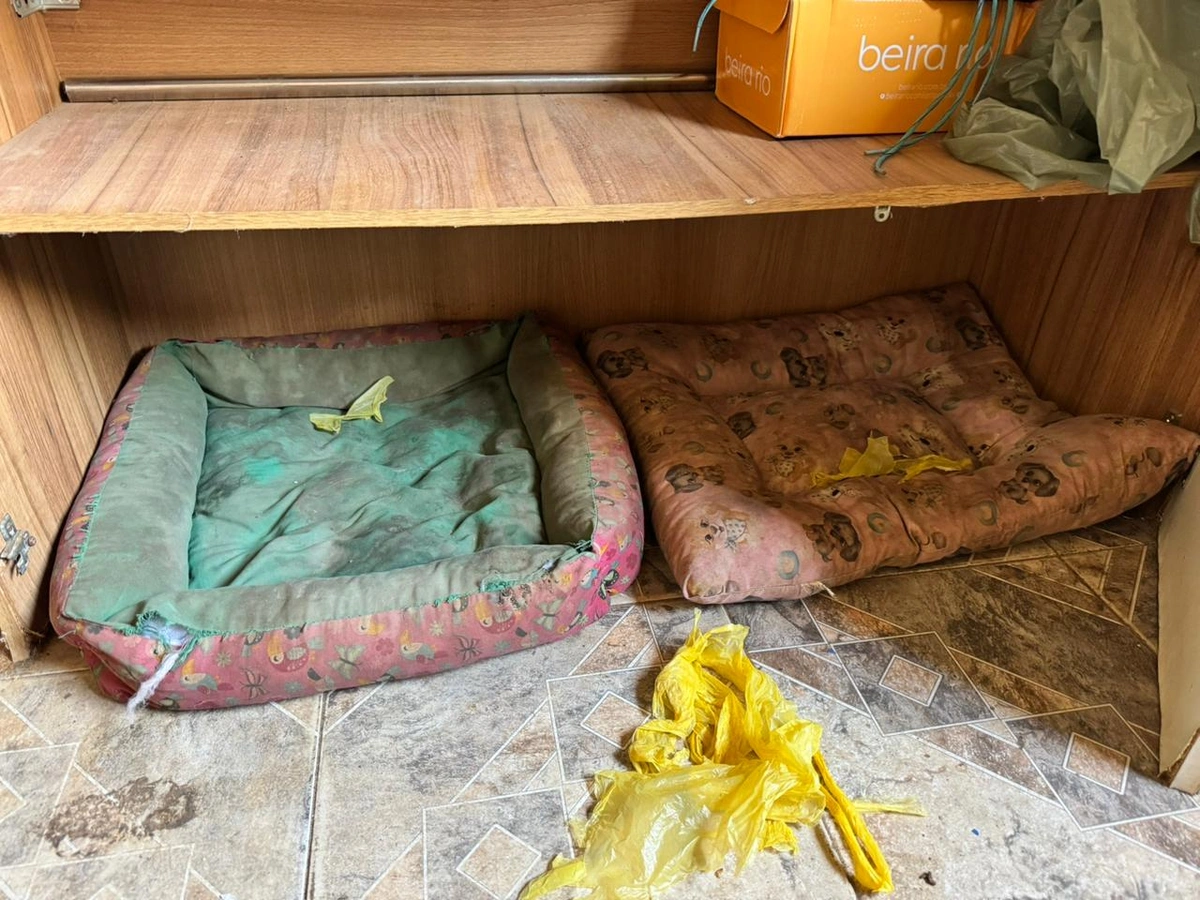 Assustados e desnutridos, cães são resgatados de canil clandestino em Parnaíba