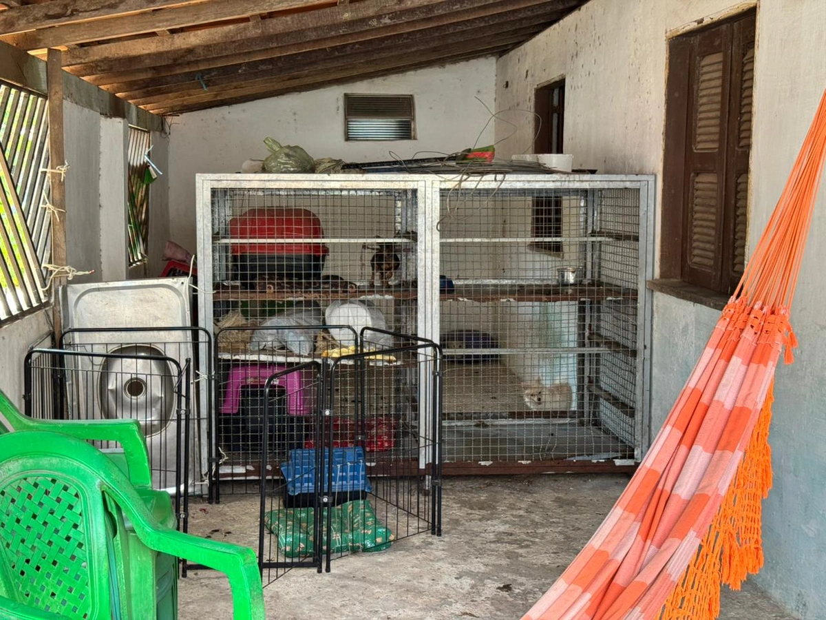 Assustados e desnutridos, cães são resgatados de canil clandestino em Parnaíba