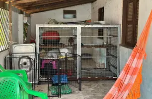 Assustados e desnutridos, cães são resgatados de canil clandestino em Parnaíba (Foto: Reprodução)