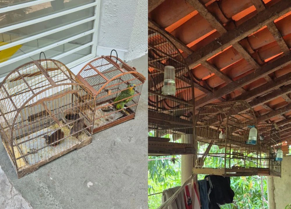 Aves silvestres são resgatadas de cativeiro ilegal na zona Rural de União