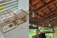 Aves silvestres são resgatadas de cativeiro ilegal na zona Rural de União