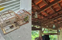 Aves silvestres são resgatadas de cativeiro ilegal na zona Rural de União